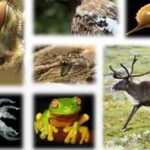 Examples of the multicellular biodiversity of the Earth., tags: der verlust biologischen vielfalt von - CC BY-SA