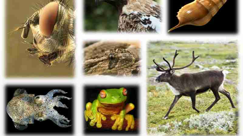 Examples of the multicellular biodiversity of the Earth., tags: der verlust biologischen vielfalt von - CC BY-SA