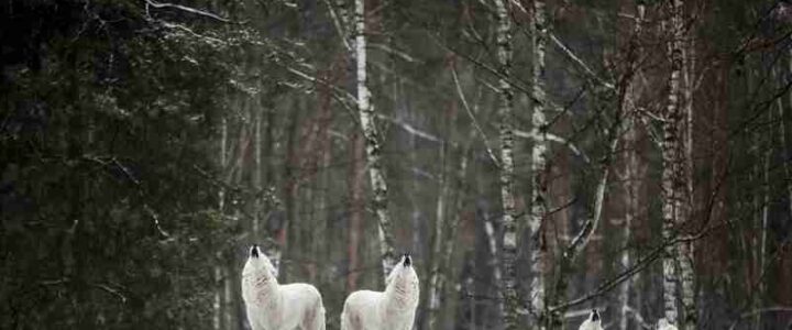 Studie zeigt, wie sich die Abwesenheit der Wölfe auf die Ökosysteme des Nordwestens auswirkte