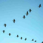 Flock of birds flying in V formation across a clear blue sky., tags: klimawandel zugzeiten vögel - pexel