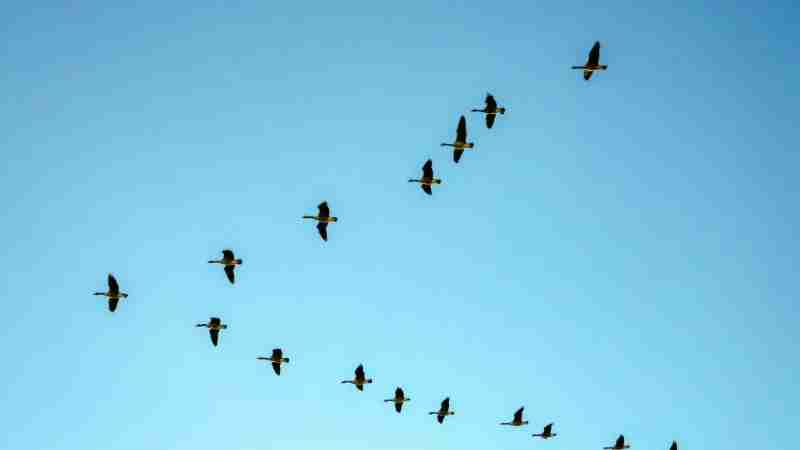 Flock of birds flying in V formation across a clear blue sky., tags: klimawandel zugzeiten vögel - pexel